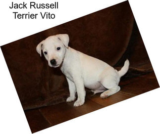 Jack Russell Terrier Vito