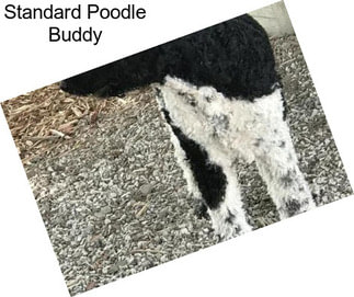Standard Poodle Buddy