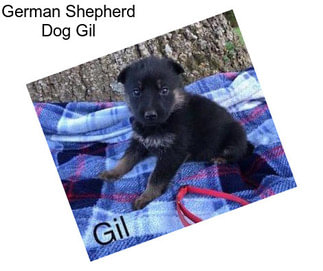 German Shepherd Dog Gil