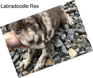 Labradoodle Rex