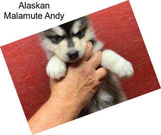 Alaskan Malamute Andy