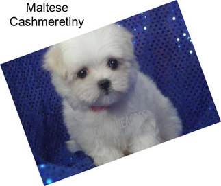 Maltese Cashmeretiny