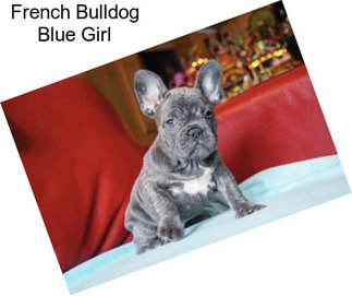 French Bulldog Blue Girl