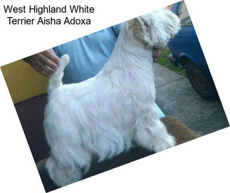 West Highland White Terrier Aisha Adoxa