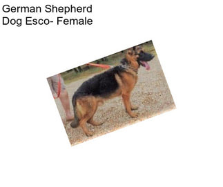 German Shepherd Dog Esco- Female