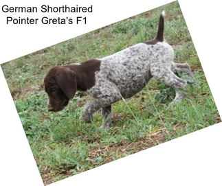 German Shorthaired Pointer Greta\'s F1