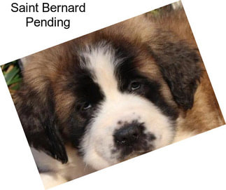 Saint Bernard Pending