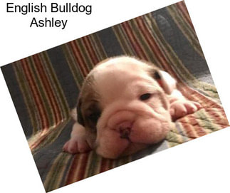 English Bulldog Ashley