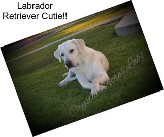 Labrador Retriever Cutie!!