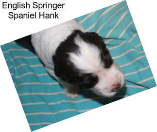 English Springer Spaniel Hank