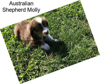 Australian Shepherd Molly