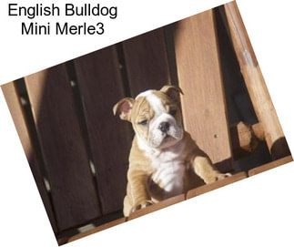 English Bulldog Mini Merle3