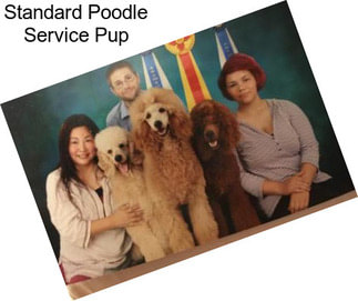 Standard Poodle Service Pup