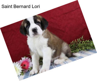 Saint Bernard Lori