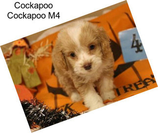 Cockapoo Cockapoo M4