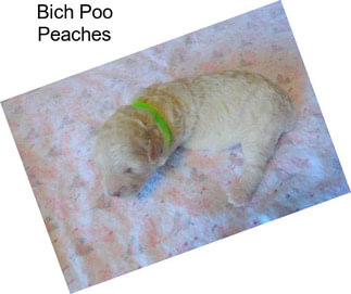 Bich Poo Peaches