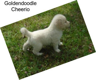 Goldendoodle Cheerio