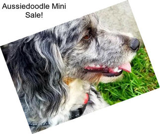 Aussiedoodle Mini Sale!