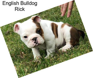 English Bulldog Rick