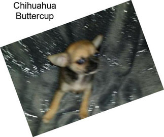 Chihuahua Buttercup