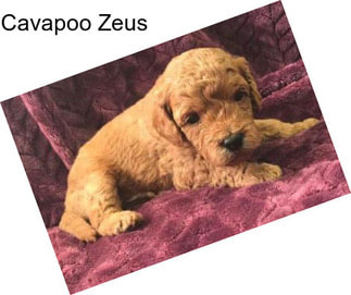 Cavapoo Zeus