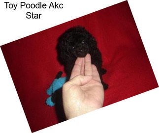 Toy Poodle Akc Star