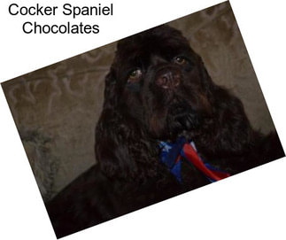 Cocker Spaniel Chocolates