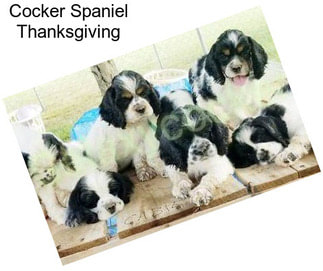 Cocker Spaniel Thanksgiving