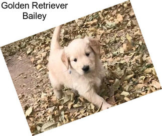 Golden Retriever Bailey