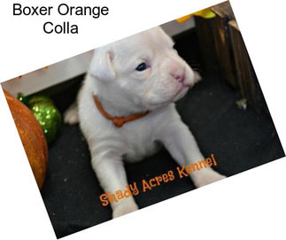 Boxer Orange Colla