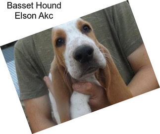 Basset Hound Elson Akc