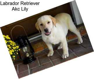 Labrador Retriever Akc Lily