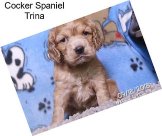 Cocker Spaniel Trina