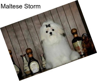 Maltese Storm