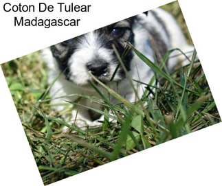 Coton De Tulear Madagascar