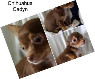 Chihuahua Cadyn