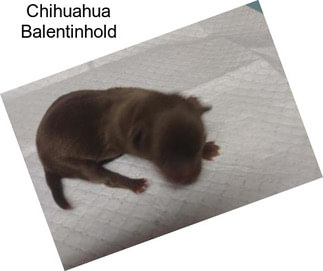 Chihuahua Balentinhold
