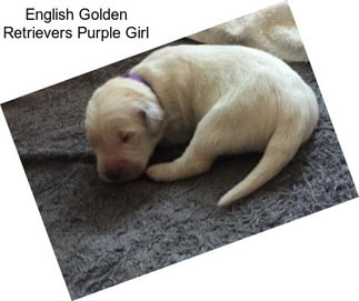 English Golden Retrievers Purple Girl