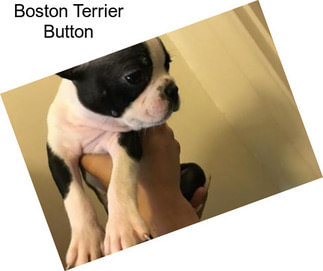 Boston Terrier Button