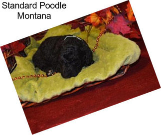 Standard Poodle Montana