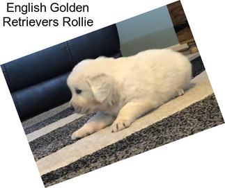 English Golden Retrievers Rollie