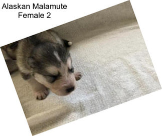 Alaskan Malamute Female 2