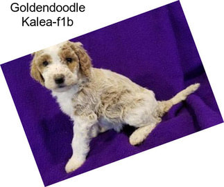 Goldendoodle Kalea-f1b