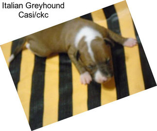 Italian Greyhound Casi/ckc