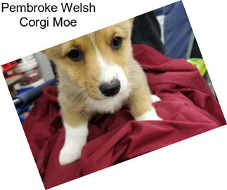 Pembroke Welsh Corgi Moe