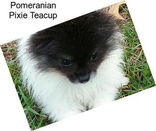 Pomeranian Pixie Teacup