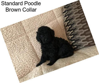 Standard Poodle Brown Collar