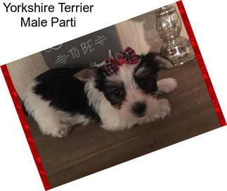 Yorkshire Terrier Male Parti