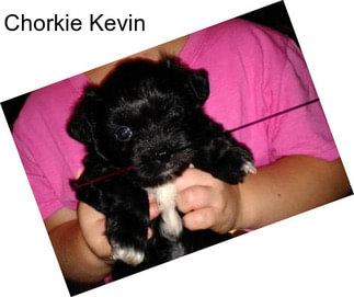 Chorkie Kevin