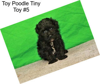 Toy Poodle Tiny Toy #5